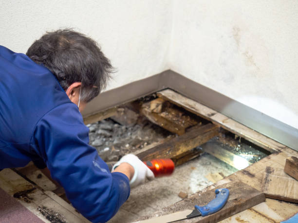 Best Mold Remediation  in Augusta, AR