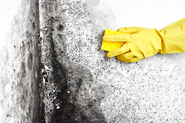 Best Professional Mold Removal  in Augusta, AR