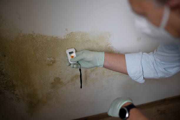 Best Black Mold Removal  in Augusta, AR