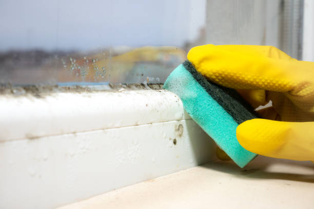 Best Office Mold Removal Services  in Augusta, AR