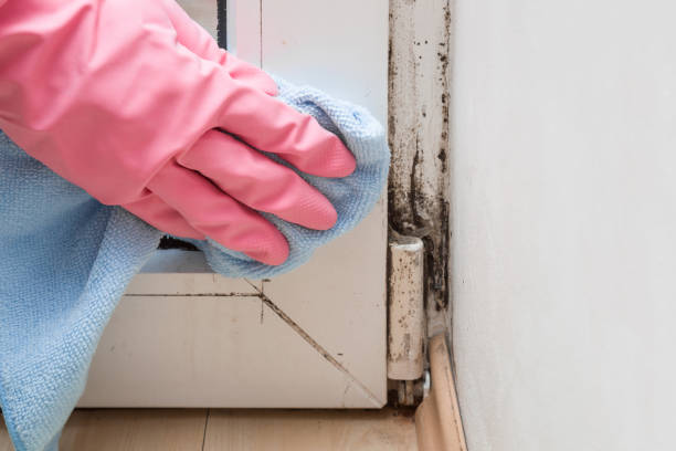Best Same-Day Mold Removal  in Augusta, AR