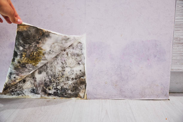 Best Mold Cleaning Services  in Augusta, AR
